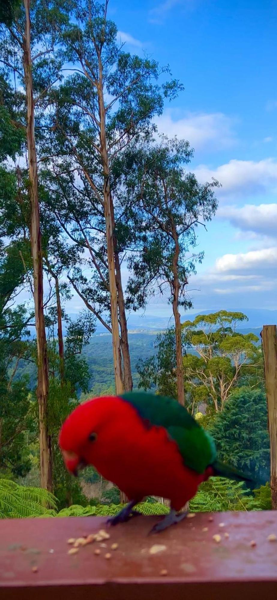 Melbourne Topview Villa In Dandenong Ranges Near Skyhigh Kalorama Exterior foto